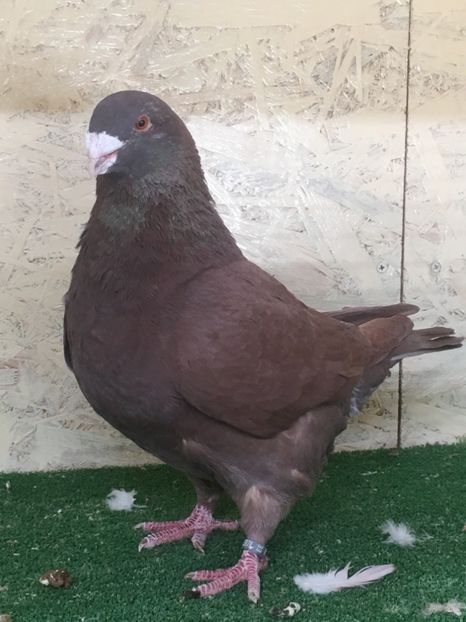 880467D8-DF85-4F1B-964F-42D009571369 - MASCULI AMERICAN GIANT HOMER MATCA 2021