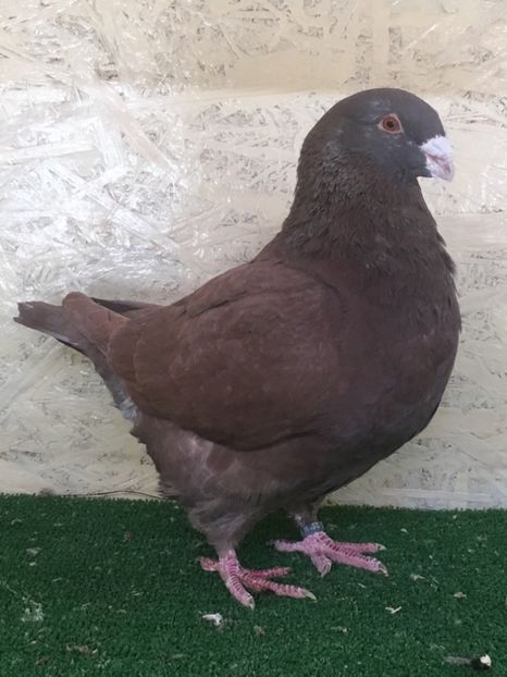 8E7E08A1-716C-4747-A93B-BE68ACCE300F - MASCULI AMERICAN GIANT HOMER MATCA 2021