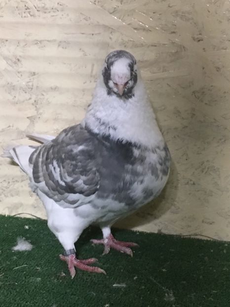 AF9D54D2-3A7B-400B-AC42-A8235CC166C5 - FEMELE AMERICAN GIANT HOMER 2021