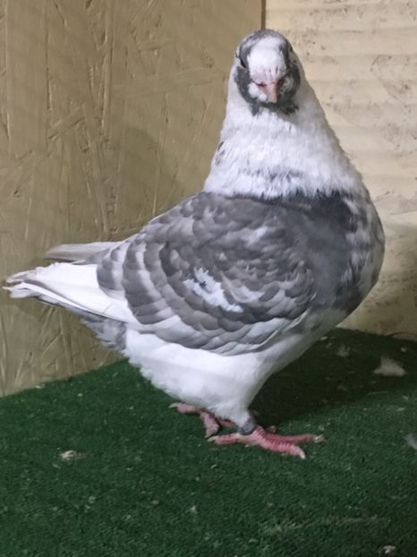 9CCF740B-B9A7-4385-85C5-7C105C018851 - FEMELE AMERICAN GIANT HOMER 2021