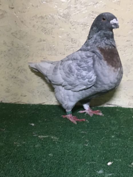 7A9EF544-4035-4F26-9105-5C6C4F1C7893 - FEMELE AMERICAN GIANT HOMER 2021