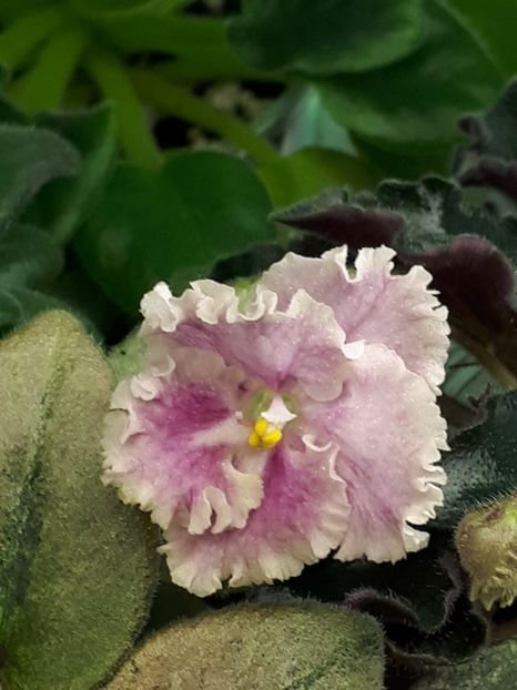  - Rob s Antique Rose