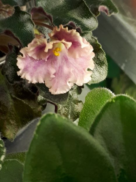  - Rob s Antique Rose