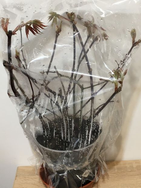 24 Febr - Acer palmatum la inradacinat