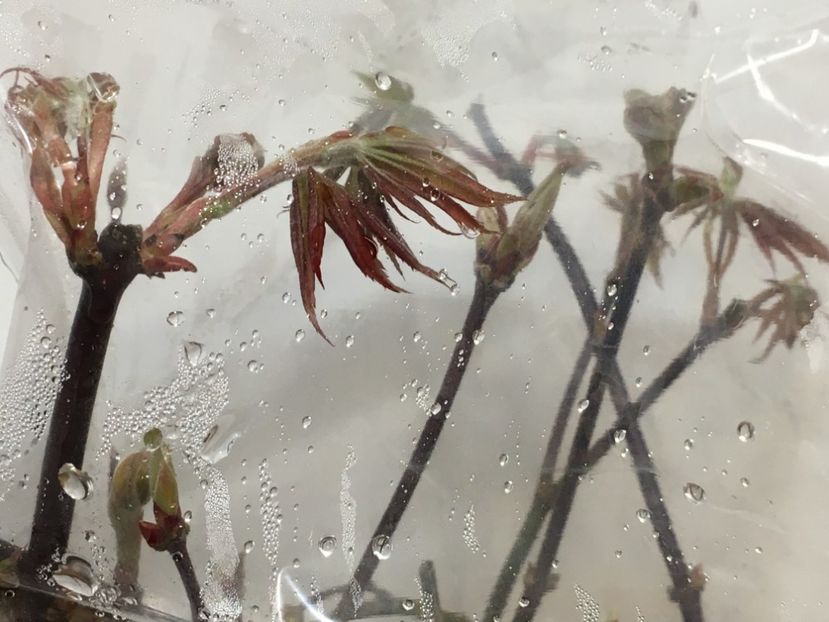  - Acer palmatum la inradacinat