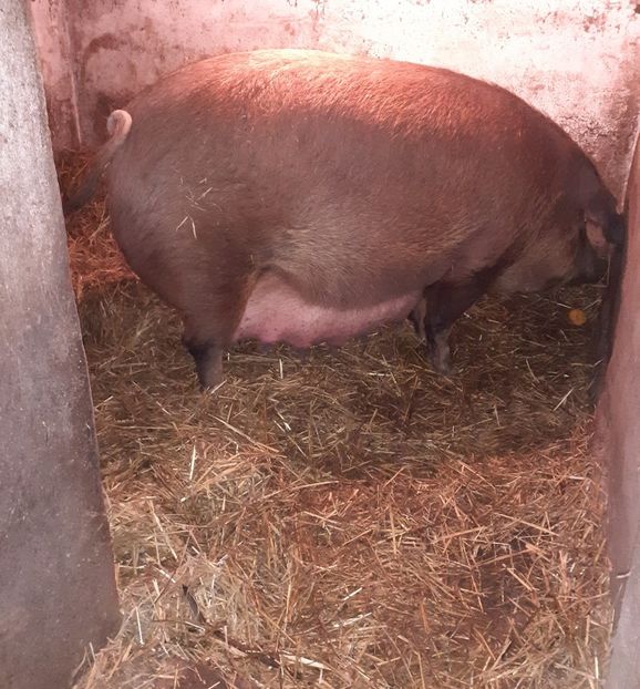 A noua gestatie - Purcelusiduroc2018