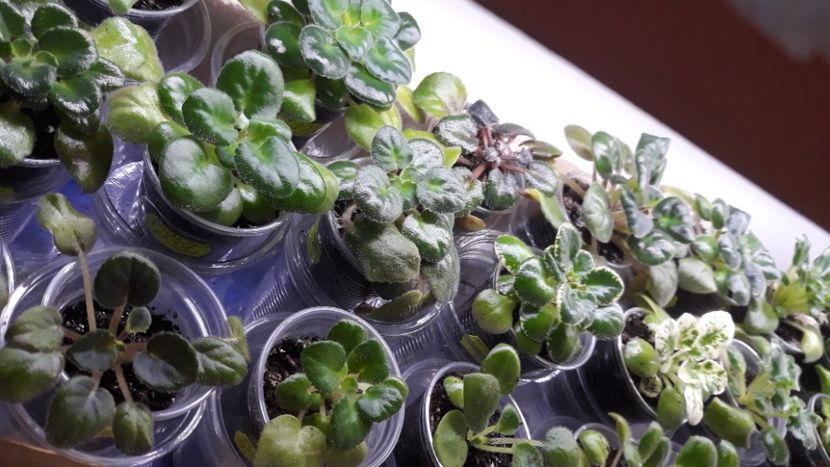  - 1 1 Violete Africane de Colecție