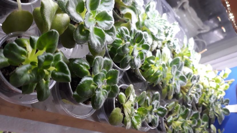  - 1 1 Violete Africane de Colecție