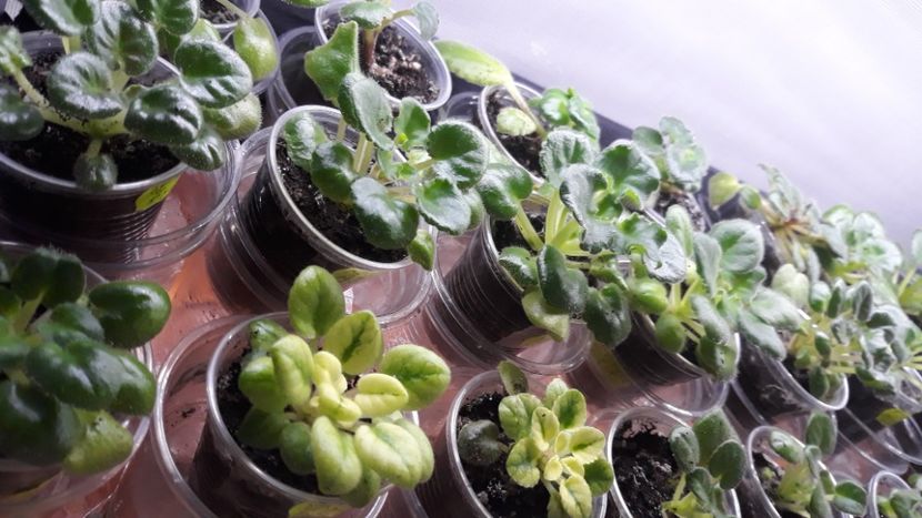  - 1 1 Violete Africane de Colecție