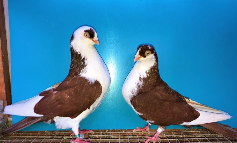 perechea  51 - B - perechi 2021