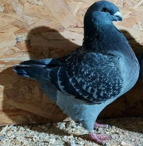 114023642_YCYYOCQ3 - 3---AGH DAȚI 2019 - 2025