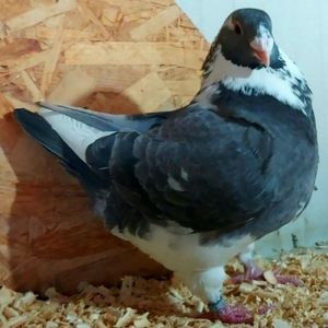 114187439_ZJVWJTN - 3---AGH DAȚI 2019 - 2025