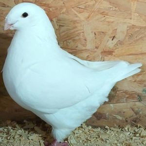 114187443_OJBYEHF - 3---AGH DAȚI 2019 - 2025