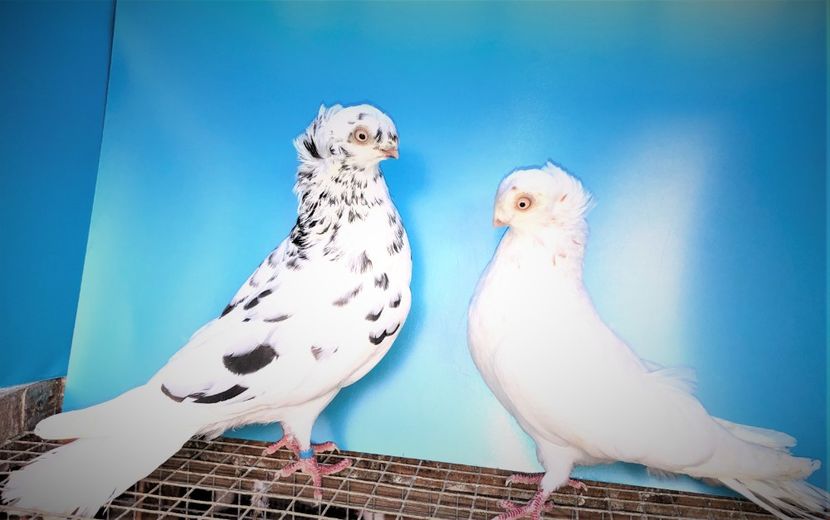 perechea  12 - A - perechi 2021