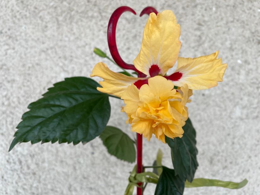  - Hibiscus 2021