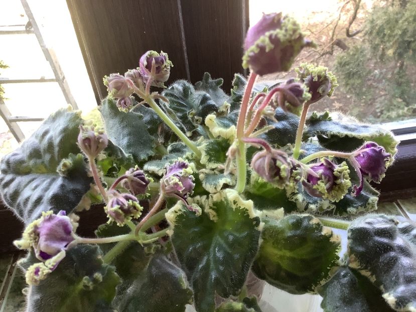 14B13E8A-9920-4987-A83A-D3901C8881BF - LE Tumannost Andromedy