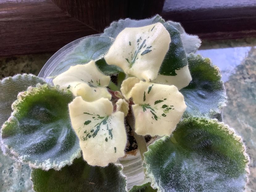 E5EA24EB-C08C-4ADD-8F60-DC178E90B86C - NK Sofia Rotaru