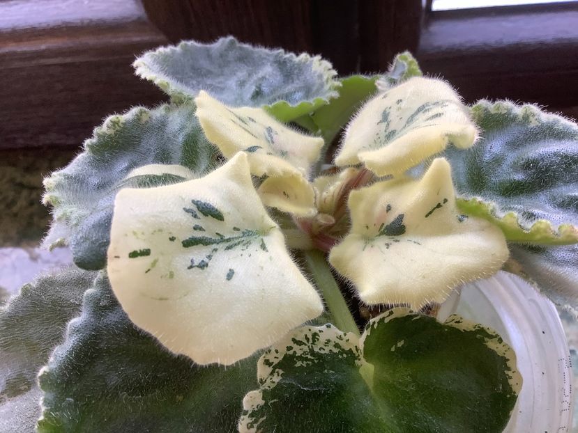 20076F0E-A5FE-45C7-8803-0DBBAAFC4DB6 - NK Sofia Rotaru