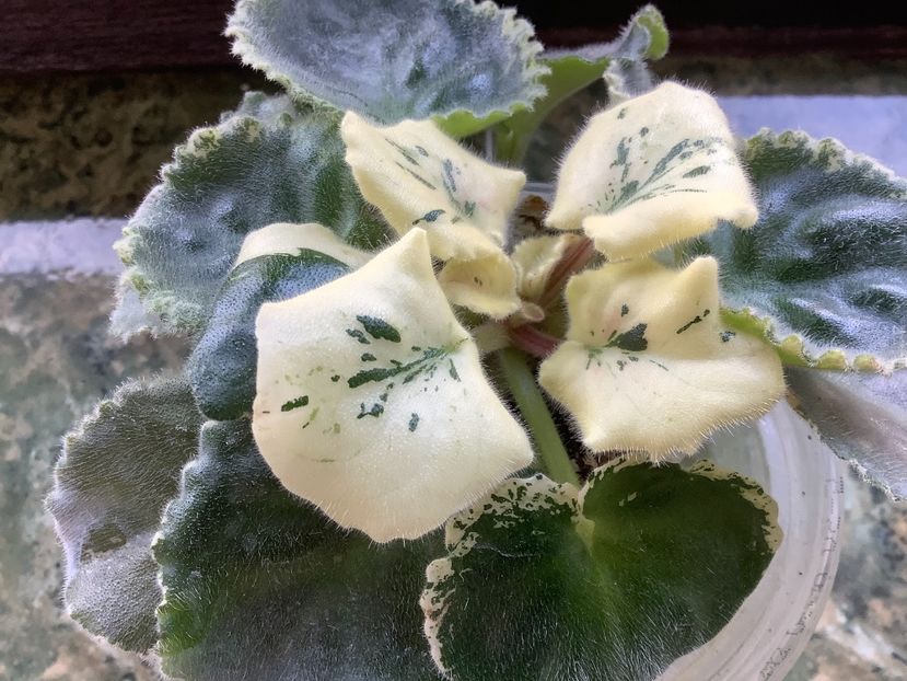 3EEC3495-E415-4987-9E2A-89DE59B26A13 - NK Sofia Rotaru