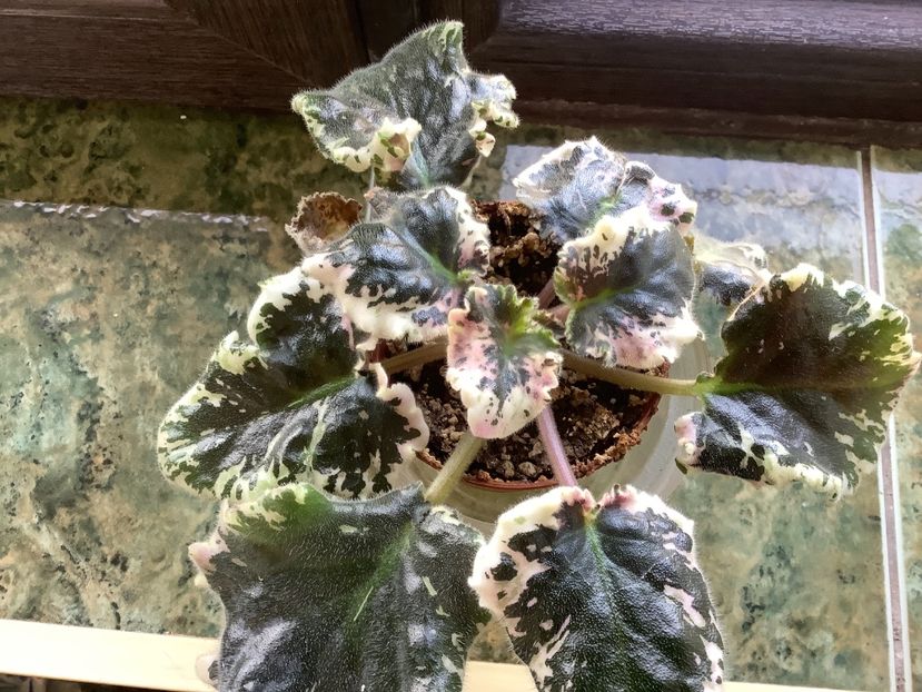  - Wrangler s Gaudy Lady