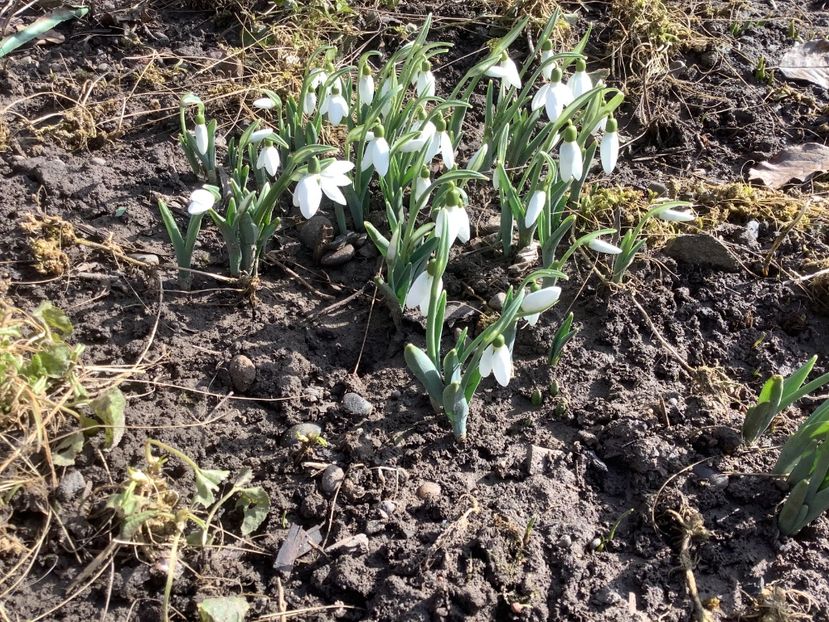 EAEB0C6E-3914-4665-88F4-E93F15355483 - ghiocei la mosie si acasa