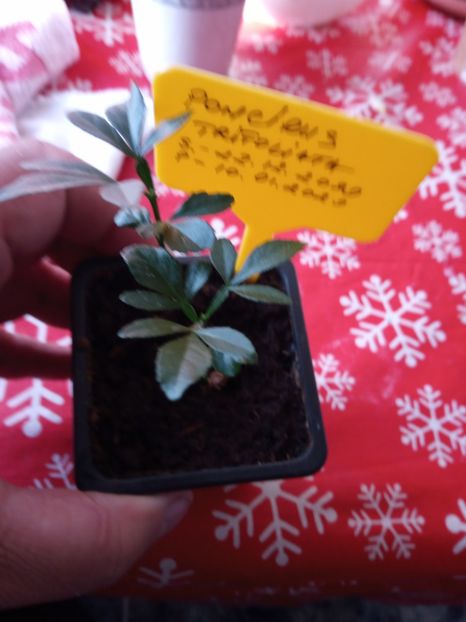  - Poncirus trifoliata