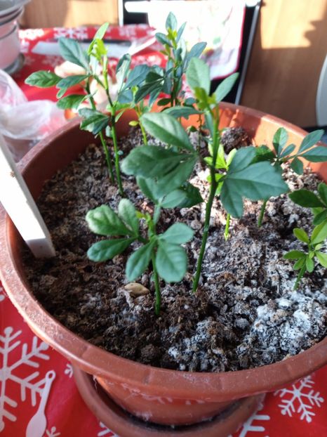  - Poncirus trifoliata