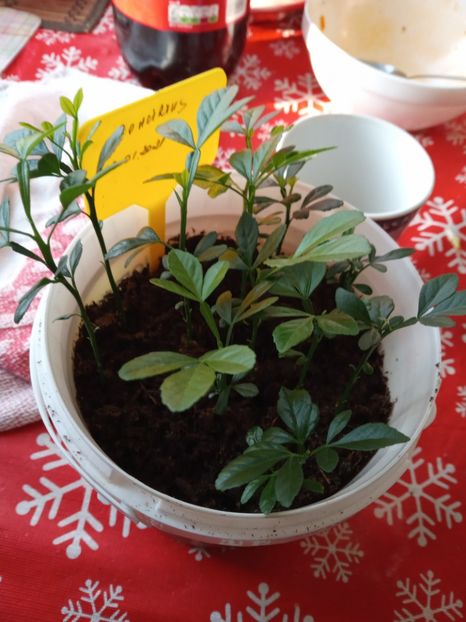  - Poncirus trifoliata