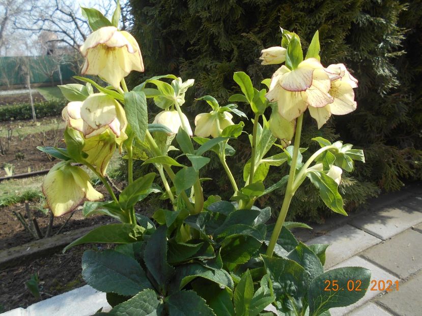  - 02 Azalee-rhododendroni-heleborusi-hortensii-hoste 2021
