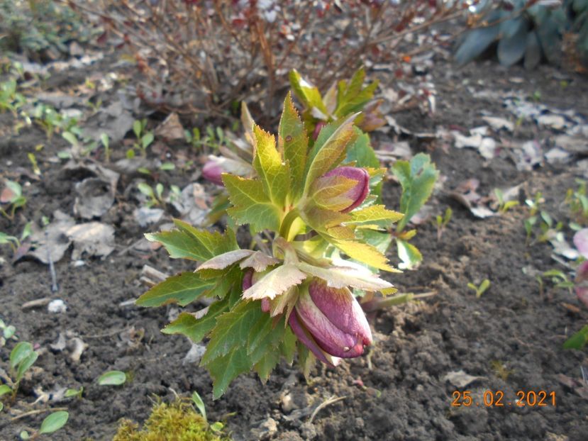  - 02 Azalee-rhododendroni-heleborusi-hortensii-hoste 2021