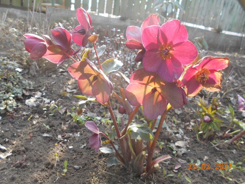  - 02 Azalee-rhododendroni-heleborusi-hortensii-hoste 2021