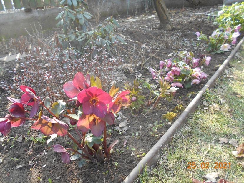  - 02 Azalee-rhododendroni-heleborusi-hortensii-hoste 2021