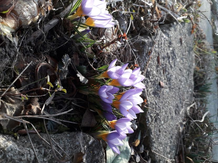 25.02 - 1 -primavara 2021