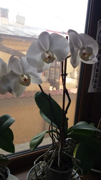 Orhidee 02 - orhidee 2021