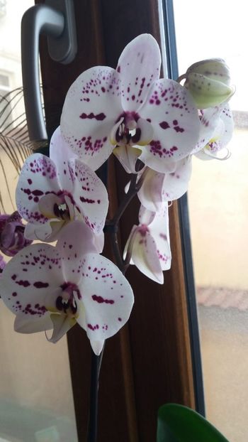 Orhidee 06 - orhidee 2021