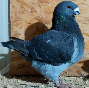 114068750_RWNNDCC - 3---AGH DAȚI 2019 - 2025