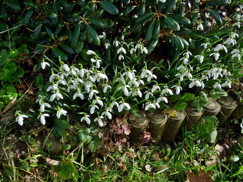  - 2021 - 01 - Primavara