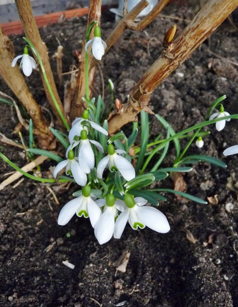  - 2021 - 01 - Primavara