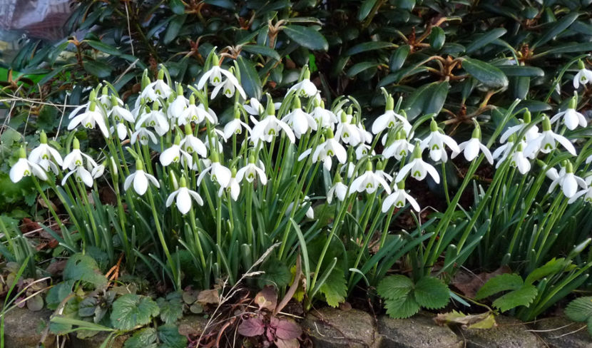  - 2021 - 01 - Primavara