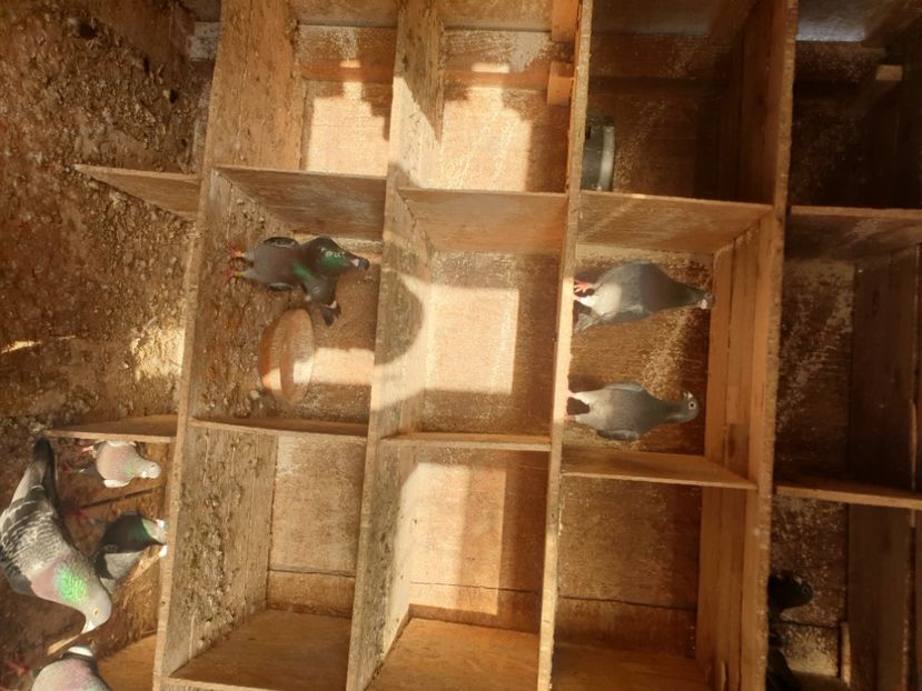  - De vanzare porumbei matca