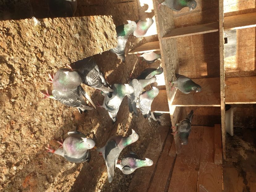  - De vanzare porumbei matca