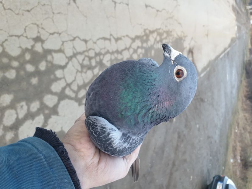  - De vanzare porumbei matca