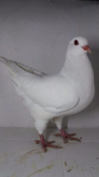 F 2020 vanduta - De vanzare kingi