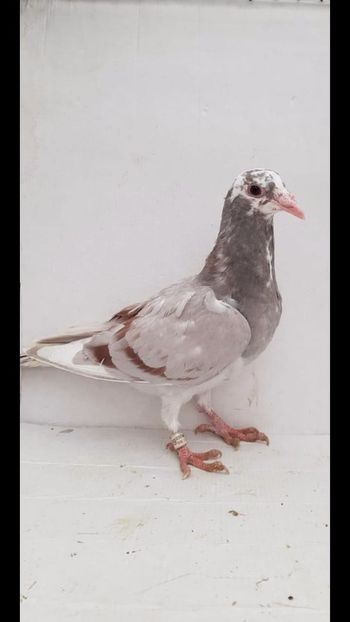  - De vanzare voiajori pui 2020