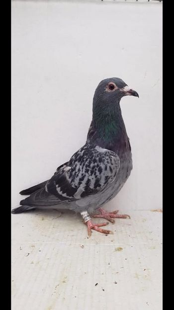 vandut - De vanzare voiajori pui 2020