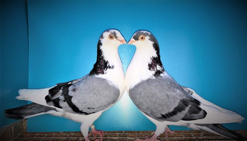 perechea  60 - B - perechi 2021