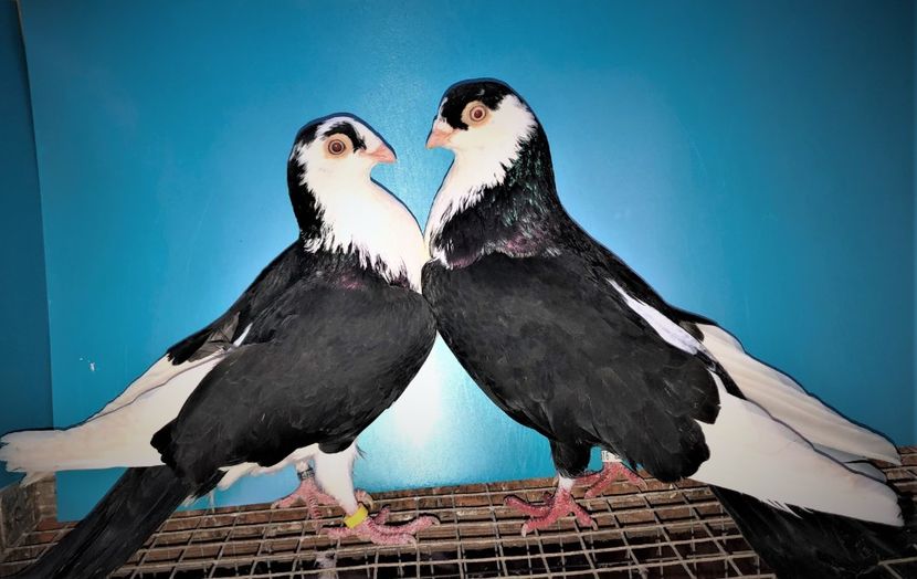 perechea  19 - B - perechi 2021