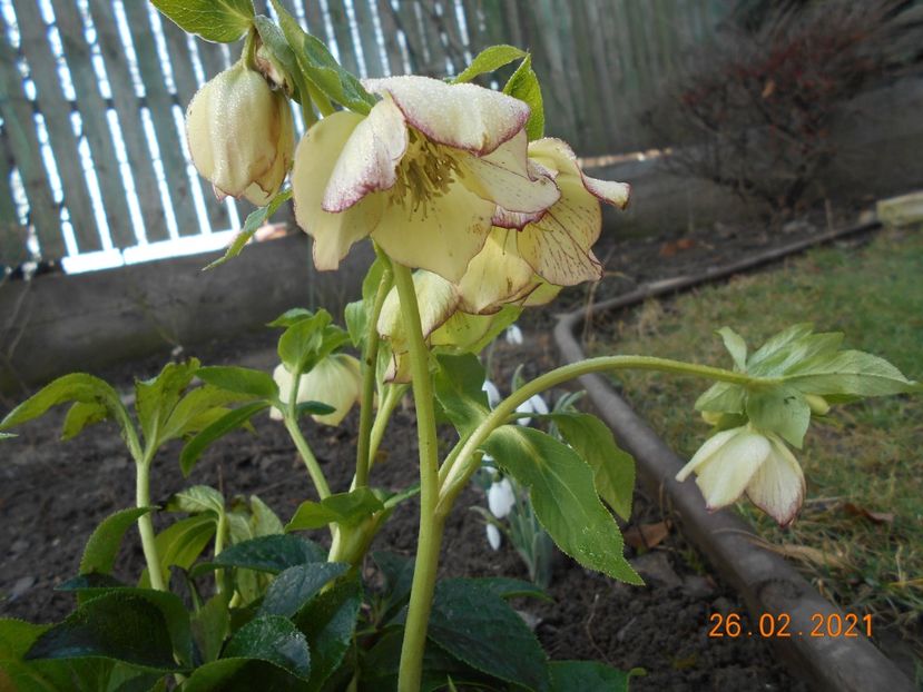  - 02 Azalee-rhododendroni-heleborusi-hortensii-hoste 2021