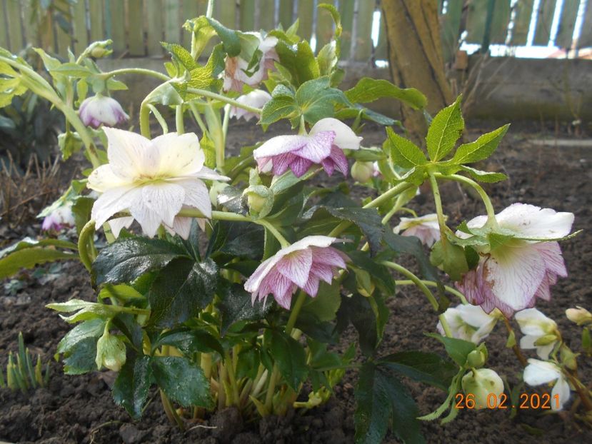  - 02 Azalee-rhododendroni-heleborusi-hortensii-hoste 2021