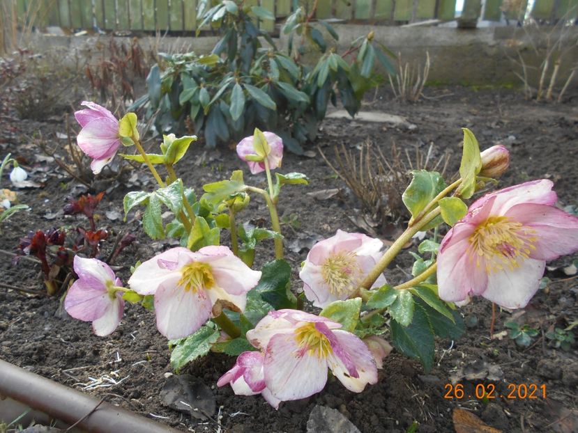  - 02 Azalee-rhododendroni-heleborusi-hortensii-hoste 2021